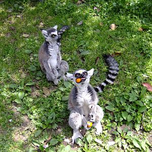 Ring-tailed Lemurs