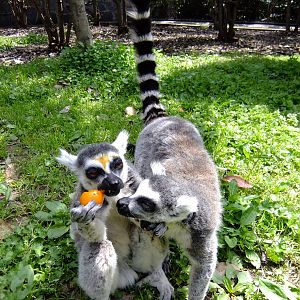 Ring-tailed Lemurs