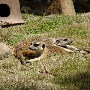 Meerkats