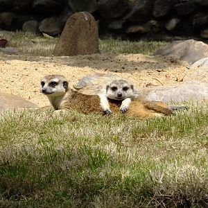 Meerkats