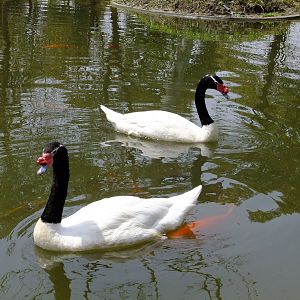 Black-necked Swans