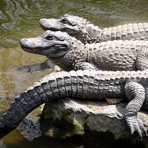 Chinese Alligators