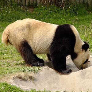 Giant Panda