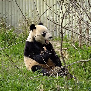 Giant Panda