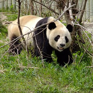 Giant Panda