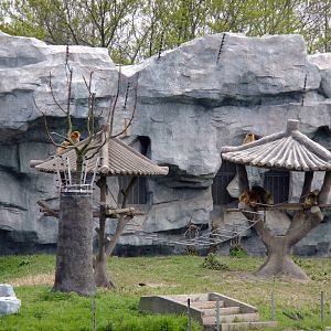 Snub-nosed Monkey Exhibit