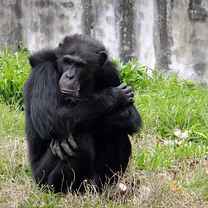 Chimpanzee