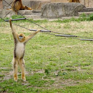 Snub-nosed Monkey