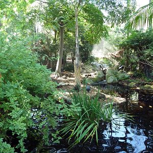West African Crowned Crane Exhibit