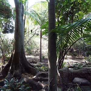 Lowland Paca Exhibit