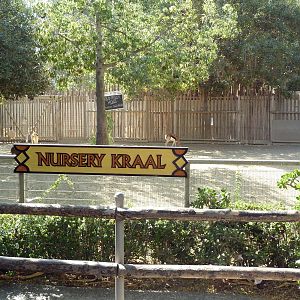Nursery Kraal (4 Species)
