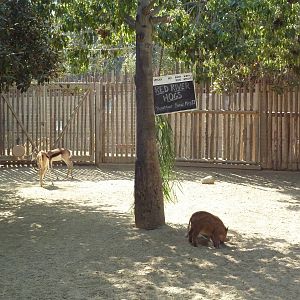 Nursery Kraal (4 Species)