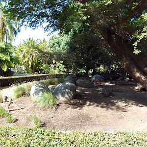 Cavendish's Dik-Dik Exhibit