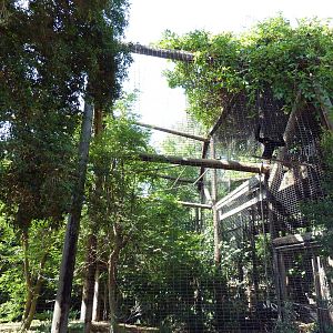 Red-Cheeked Gibbon Exhibit