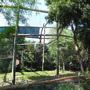 Red-Cheeked Gibbon Exhibit