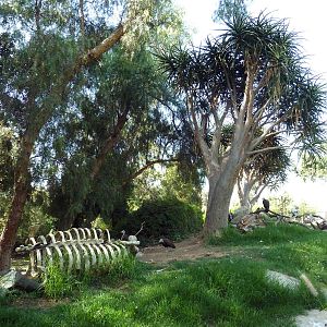 Bird Exhibit (3 Species)