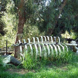 Bird Exhibit (3 Species)