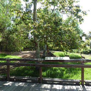 Gerenuk/Red-Flanked Duiker/Kori Bustard/Demoiselle Crane Exhibit