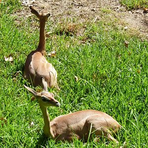 Gerenuk Youngsters