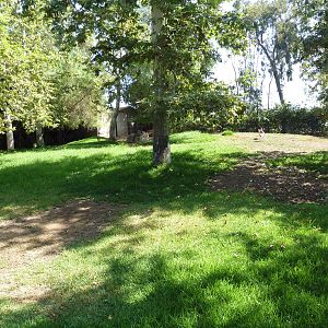 Gerenuk/Red-Flanked Duiker/Kori Bustard/Demoiselle Crane Exhibit