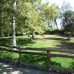 Gerenuk/Red-Flanked Duiker/Kori Bustard/Demoiselle Crane Exhibit