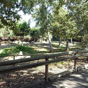 Yellow-Backed Duiker + Okapi Exhibits