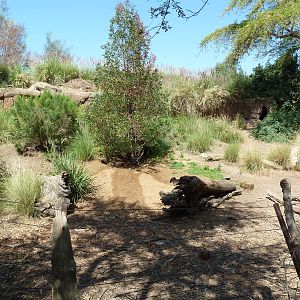 Abyssinian Ground Hornbill Exhibit