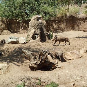 Warthog/Bat-Eared Fox Exhibit