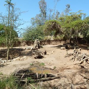 Warthog/Bat-Eared Fox Exhibit