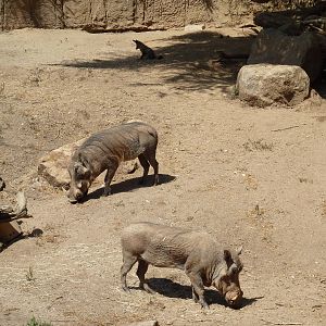 Warthogs + Bat-Eared Fox