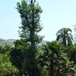 Colobus Monkey Island