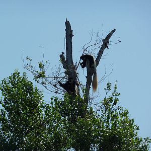 Colobus Monkeys