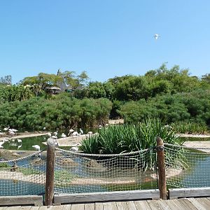 Greater Flamingo Lagoon