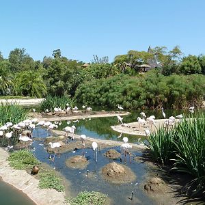Greater Flamingo Lagoon