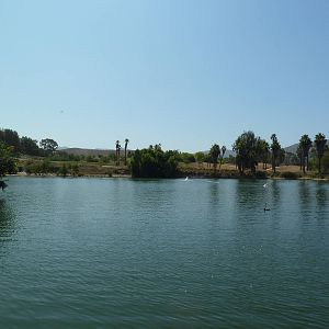 Greater Flamingo Lagoon