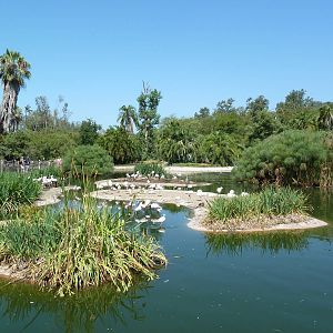 Greater Flamingo Lagoon