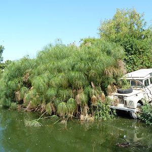 Greater Flamingo Lagoon