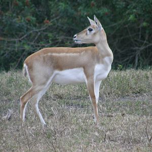 blackbuck