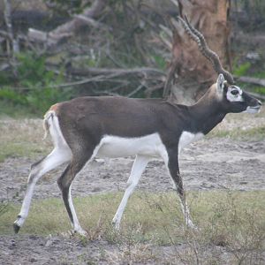 blackbuck