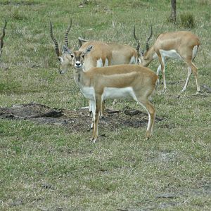 blackbuck