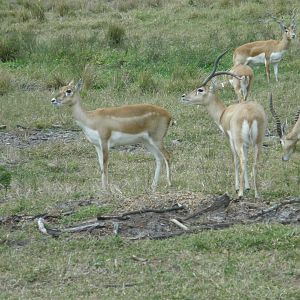blackbuck