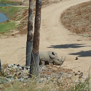 Africa Tram Tour - Northern White Rhinoceros