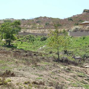 Africa Tram Tour - Somali Wild Ass Exhibit