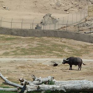 Africa Tram Tour - Cape Buffalo