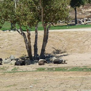 Africa Tram Tour - Cape Buffalo Herd