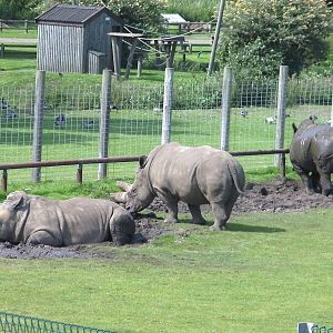 Rhinos in the Mud - 03.08.2011