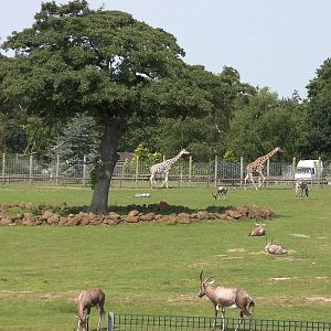 Plains of Africa - 03.08.2011