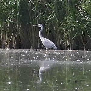 Herron at the Wildlife Pond - 03.08.2011