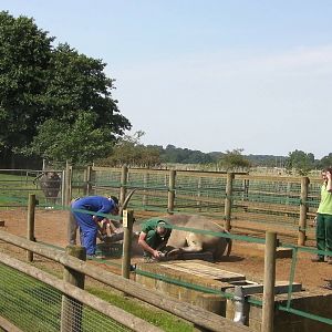 Domestic Buffalo Manicure - 03.08.2011