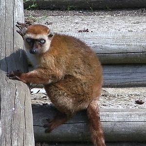 Lemur Islands - 03.08.2011